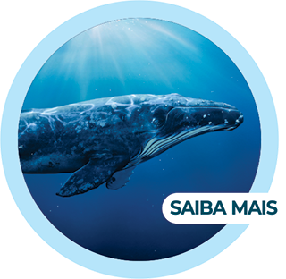 Saiba Mais
